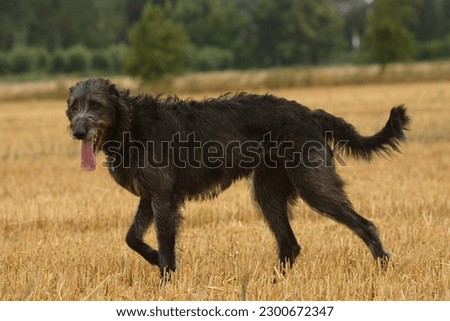 irish wolfhound on a field Royalty-Free Stock Photo #2300672347