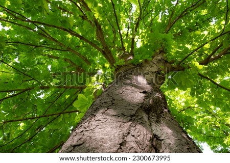 The trunk and crown of a very large chestnut tree Royalty-Free Stock Photo #2300673995