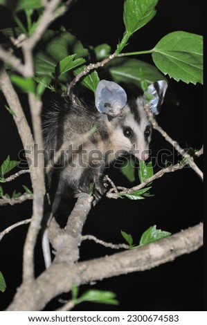 brazilian possum called Timbu at Pipa, Rio Grande do Norte, Brazil