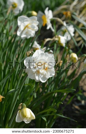 Double Daffodil Flower Drift white and orange flowers - Latin name - Narcissus Flower Drift Royalty-Free Stock Photo #2300675271