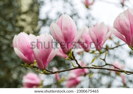Magnolia branch (Magnolia soulangeana) with large beautiful pink-white flowers