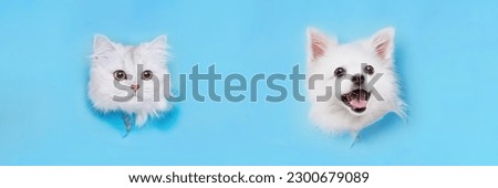 Portrait of a charming, white Pomeranian dog and cat climbs out of hole in colored background. Make room for the text. Wide-angle horizontal wallpaper or web banner.