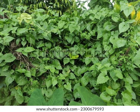 Morning Glory leaves are susceptible to numerous species of insects that can destroy the entire leaf structure.