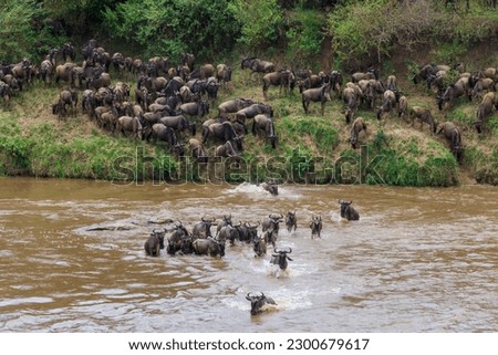 Wildebeest crossing the Mara river in Serengeti national park, Tanzania. Great migration Royalty-Free Stock Photo #2300679617
