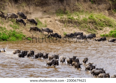 Wildebeest crossing the Mara river in Serengeti national park, Tanzania. Great migration Royalty-Free Stock Photo #2300679621