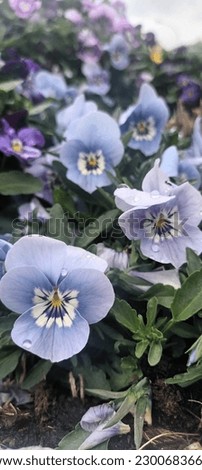 pansy blue sky white spring flower