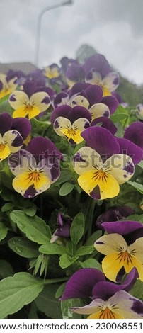 yellow purple pansy spring flower