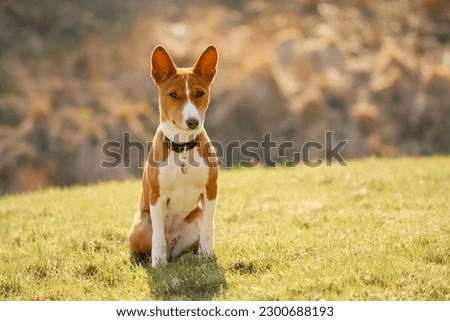 Image of a Basenji dog breed puppy  Royalty-Free Stock Photo #2300688193