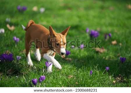 Image of a Basenji dog breed puppy  Royalty-Free Stock Photo #2300688231