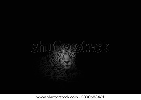 Black and white Jaguar ( Panthera onca ) in the dark, artistic photo with ample free space for text