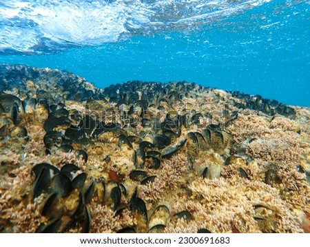 Mussels in their natural habitat, mussels on rocks undersea, group of common mussels together underwater, Sea waves hitting wild mussel on rocks, seafood, nature sea background, black mussels shells. Royalty-Free Stock Photo #2300691683