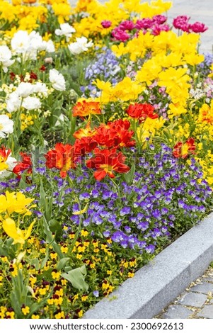 Beautiful flower bed with blooming spring flowers, mainly tulips and pansies, vertical photo, close up