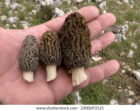 Morel mushroom species and large sizes grown in Turkey