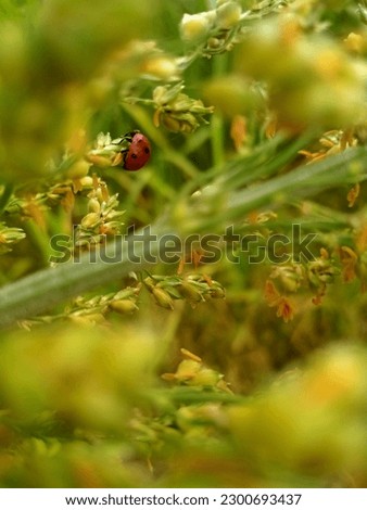 close up picture of lady bug sitting on a flower