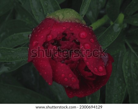 Closeup head on photograph of closed up red peony after rain, framed center against a background of its bush. Vivid red flower covered in defined rain drops. Can be cropped to work in square format.