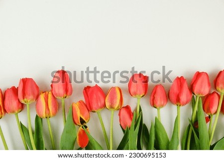 The frame of red tulips flowers with copy space for text on white background.