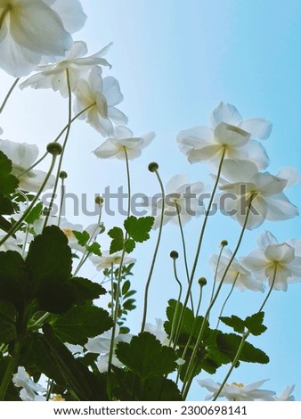 White flowers are blooming, their petals lined up beautifully against the sky.