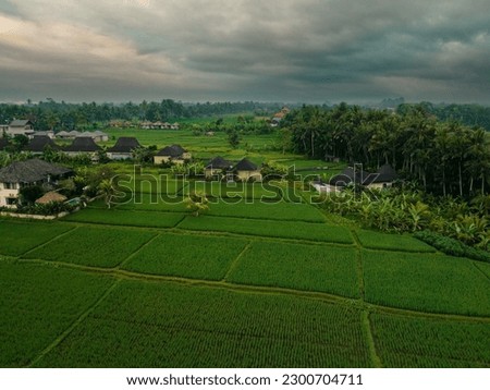 Aerial drone photography of beautiful scenery of lush green rice fields flooded with water and palm trees near Ubud, Bali, Indoensia