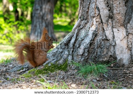 A squirrel eating a nut under an oak tree in a city park