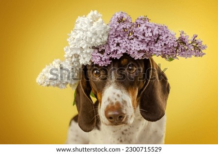 funny photo of a dachshund dog with flowers on a yellow background