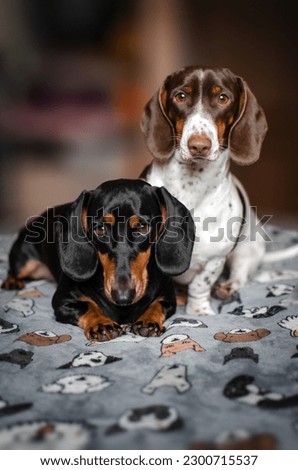 dachshund dogs cute home pictures of pets