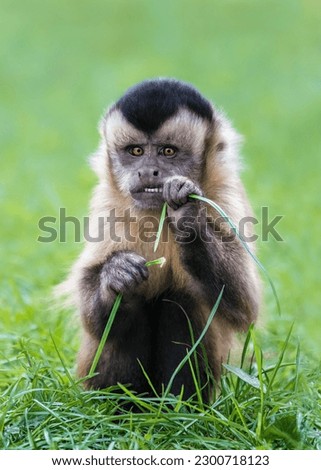 Picture 1 of 2 of a cute and funny capuchin monkey ( Cebinae ) eating a blade of grass and looking straight into the camera, soft green background, copy space