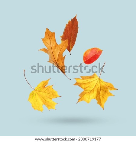Different autumn leaves falling on pale light blue background Royalty-Free Stock Photo #2300719177