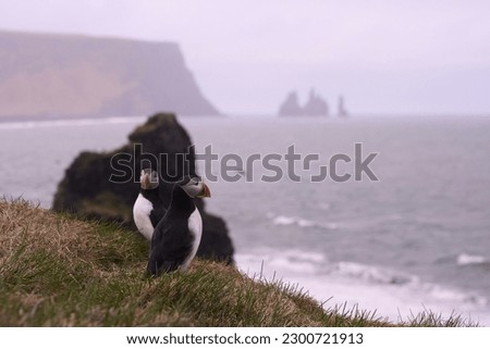 isolated puffins in Iceland cliff