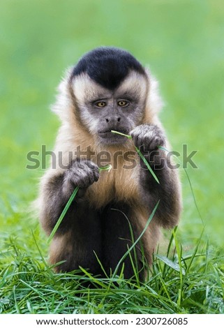 Picture 2 of 2 of a cute and funny capuchin monkey ( Cebinae ) looking at a blade of grass , soft  green background, copy space