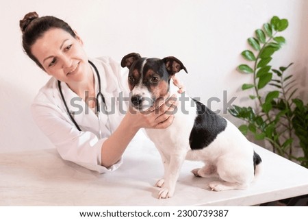 dog breed Jack Russell Terrier in the arms of a veterinarian on a white background. A small dog at the reception at the veterinarian in a veterinary clinic. Pet and animal health concept. 