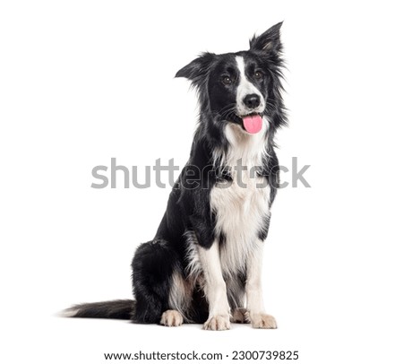 Panting young Black and white Border collie sitting and looking up, One year old, Isolated on white Royalty-Free Stock Photo #2300739825
