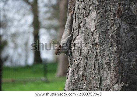 Cute Squirrel in a Local Public Park of Luton England UK