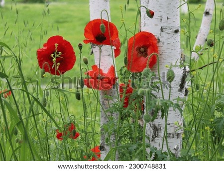 Poppy flowers near a birch tree in a green garden