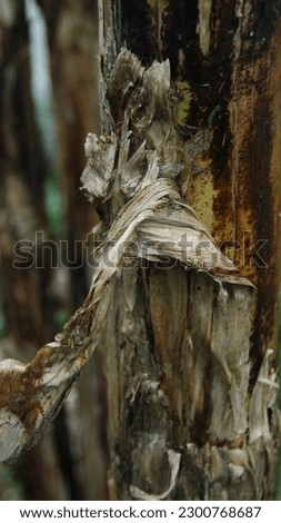 Defocused object of dried banana trunk, with natural background and color from surrounded trees.