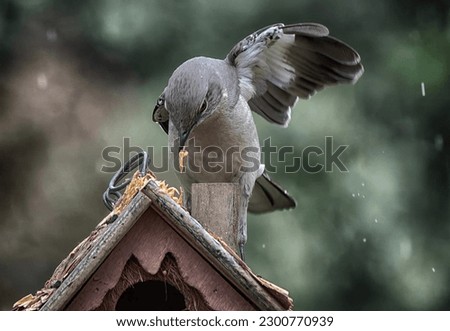 A Northern Mockingbird on a birdhouse roof                               