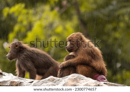 Behavior of the hamadryas baboon, Papio hamadryas is a species of baboon, being native to the Horn of Africa and the southwestern tip of the Arabian Peninsula. Two monkeys sitting on the rock