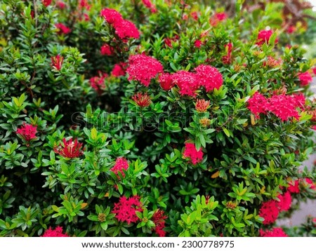Ixora coccinea, also known as scarlet jungle flame or flame of the woods, is a popular ornamental plant in tropical and subtropical regions around the world Royalty-Free Stock Photo #2300778975