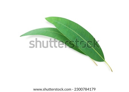  Branch and leaves eucalyptus on white background Royalty-Free Stock Photo #2300784179