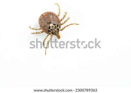 White Background Pictures of Ticks