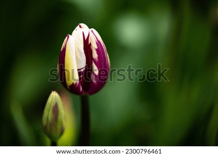 Beautiful Purple and White Tulip 