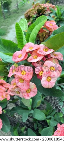 A close up of pink flowers