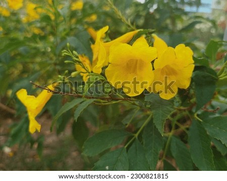 Yellow flowers, Thailand flowers and green leaves pictures, nature wallpapers, Thailand summer pictures with flowers in full bloom.