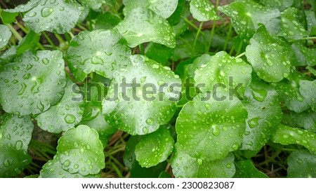 wild plants gotu kola leaves there are lots of water droplets on the surface of the leaves during the rainy season