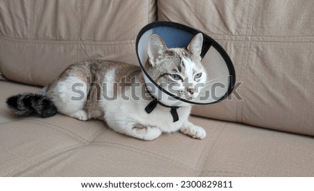 a cat after surgery with a plastic collar lies on the bed, the concept of veterinary medicine