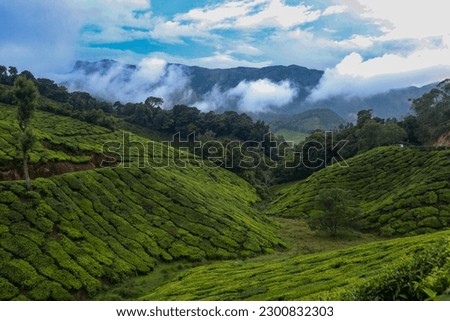 Wide spread Tea plantations in the midst of clouds and mountains