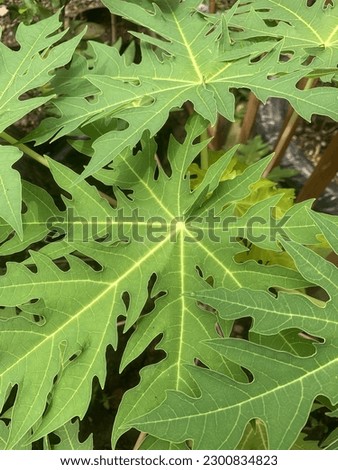 The leaves of the papaya fruit plant