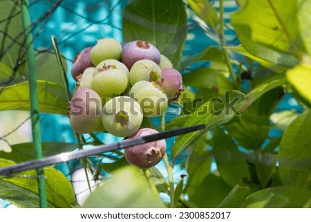 Ripening blueberries on the plant