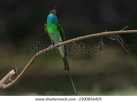 blue-necked bee (Blue-throated Bee-eater) has the scientific name Merops viridis (Linnaeus, 1758). From the head to the upper dorsal, the following is black-brown. The eye band is blue-necked