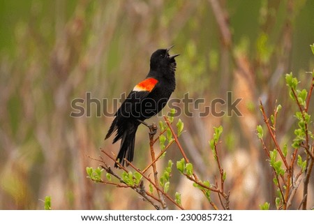 Red-winged blackbird is sitting on the branch and singing a song in the nesting season in early spring near the lake.