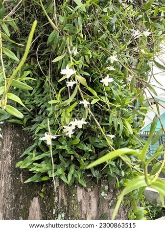 Orchid plant attached to a tree